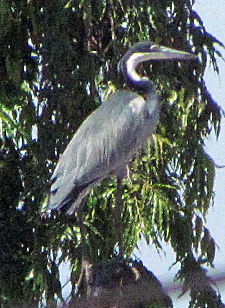 Héron mélanocéphale - ML645816799