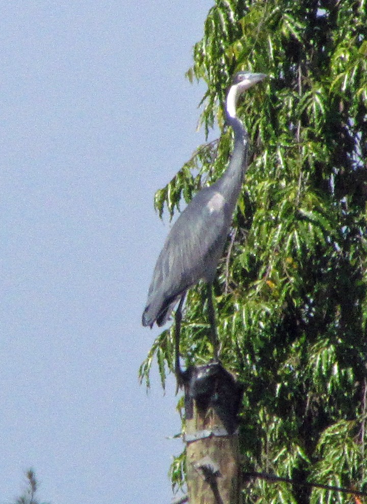 Héron mélanocéphale - ML645816804