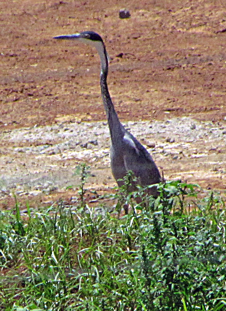 Héron mélanocéphale - ML645816811