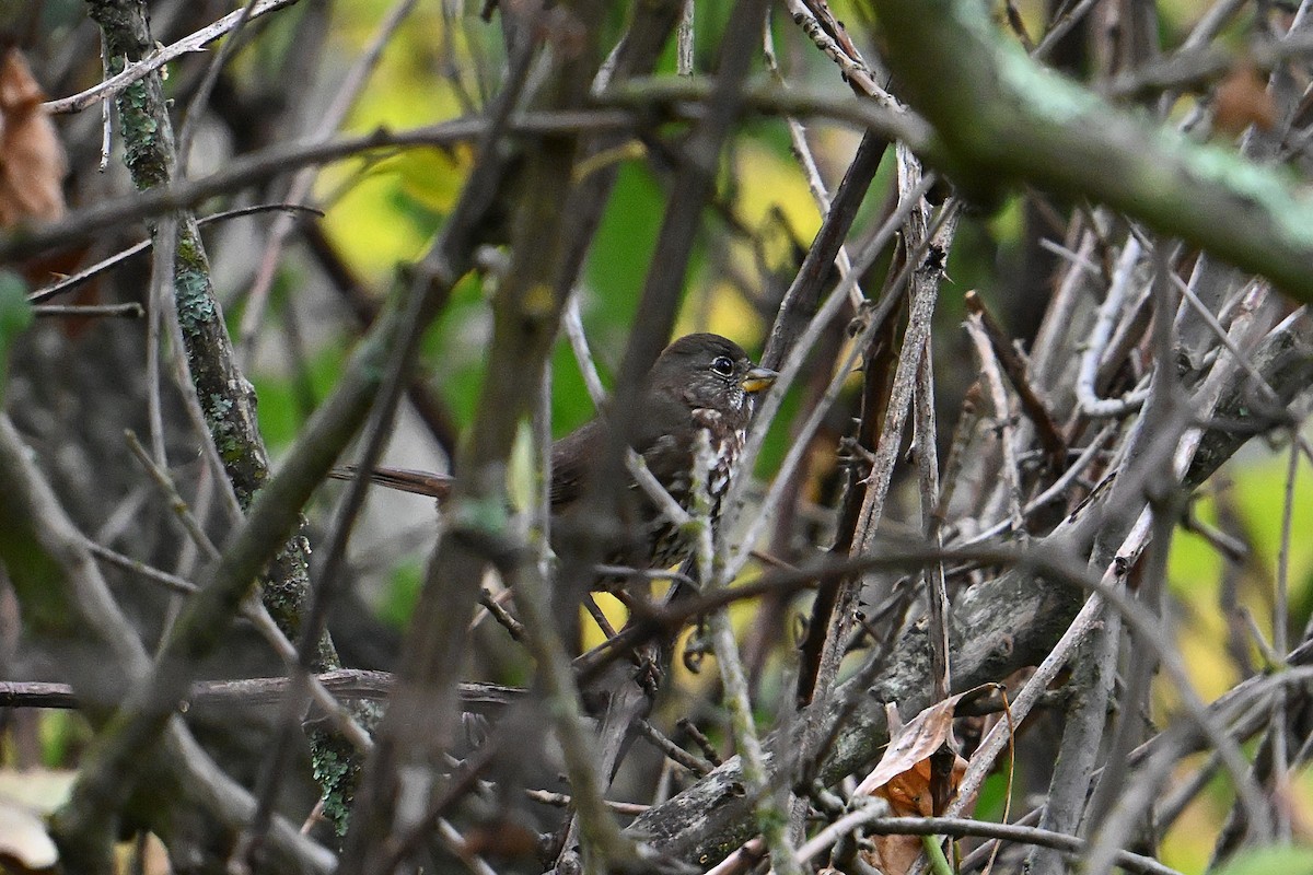 Fox Sparrow (Sooty) - ML645816831