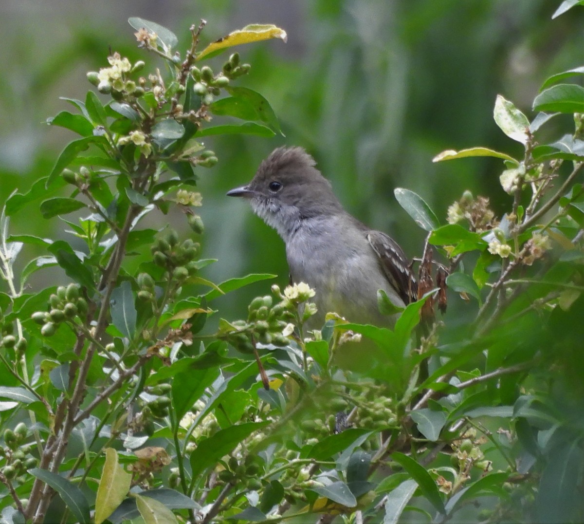 Large Elaenia - ML645816832