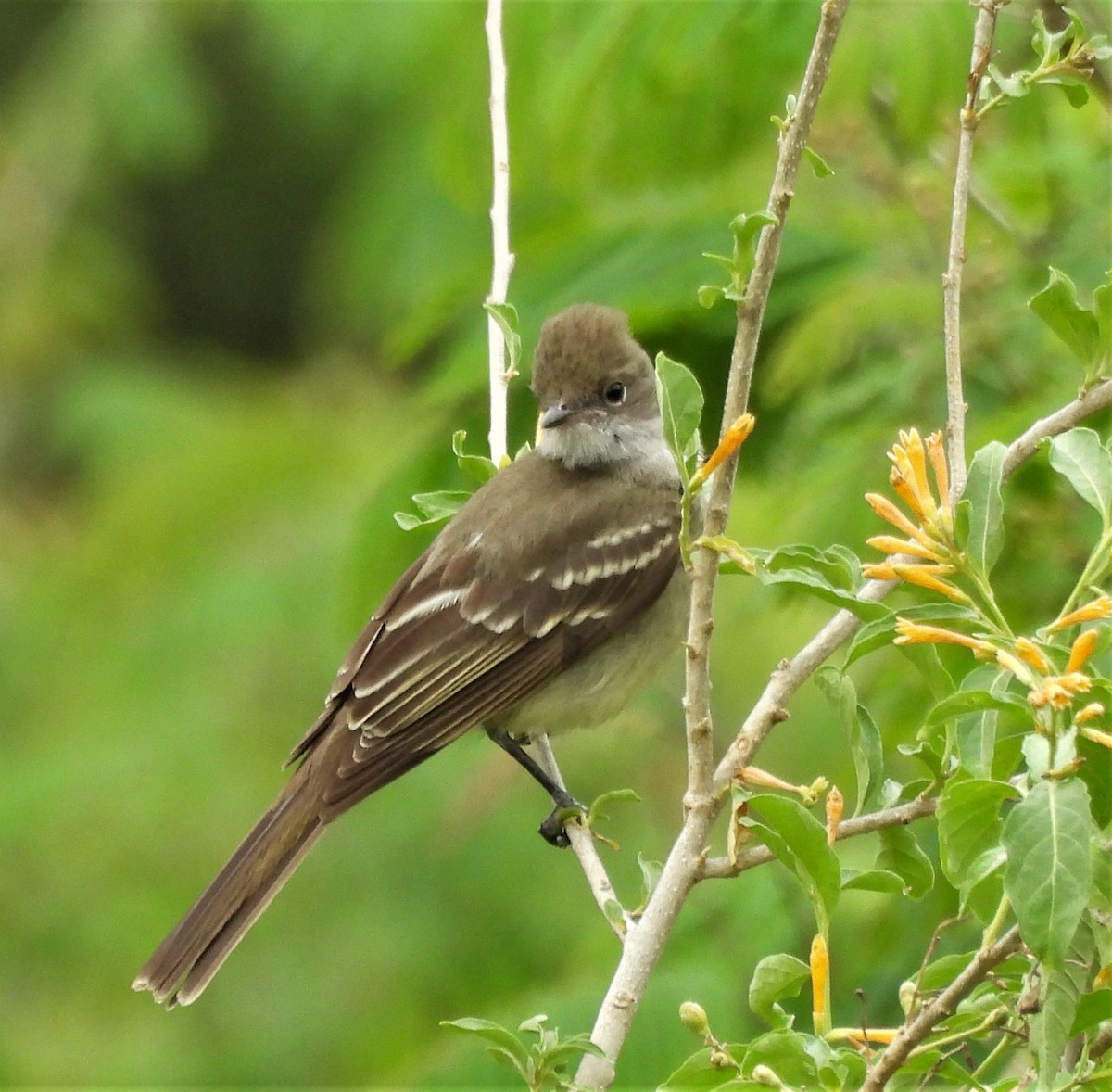 Large Elaenia - ML645816833