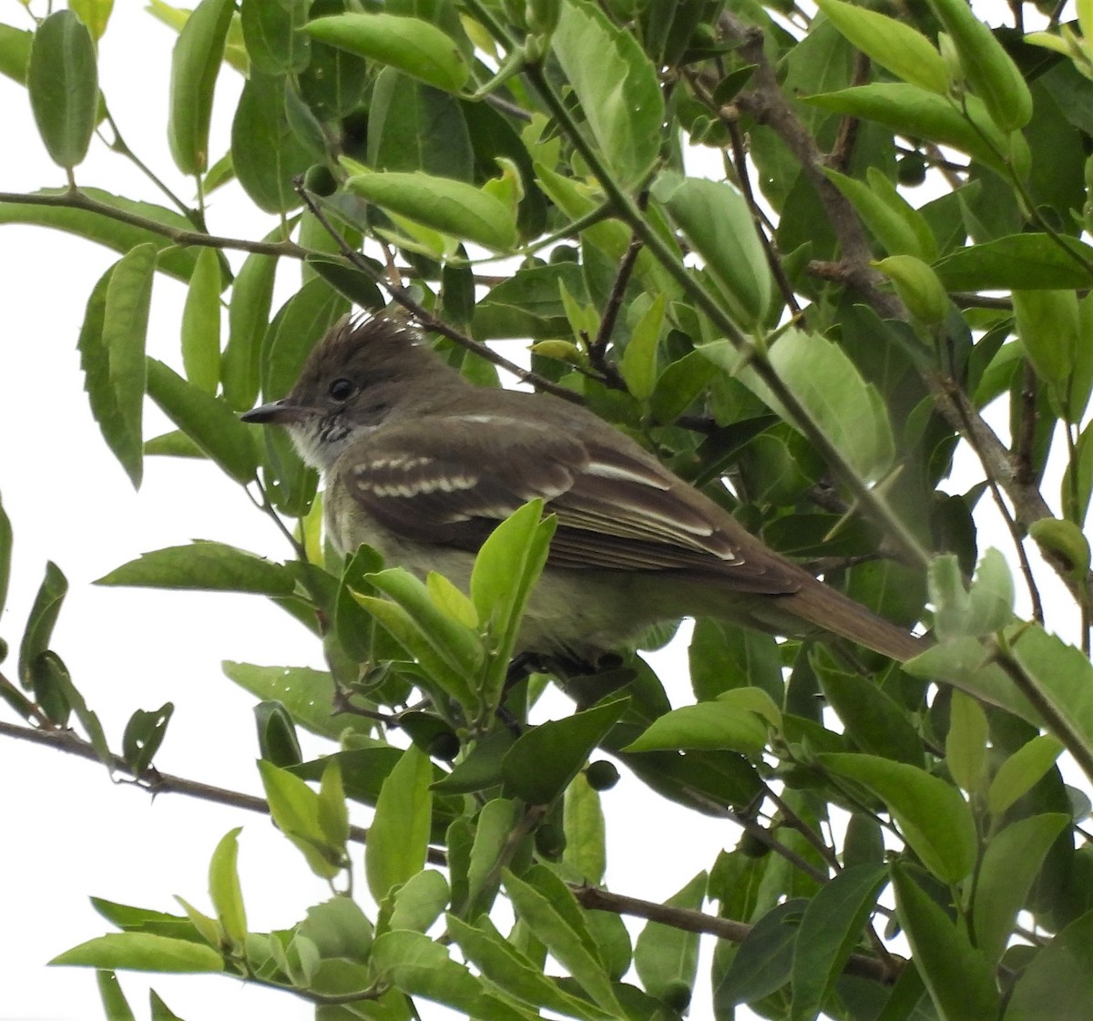 Large Elaenia - ML645816834