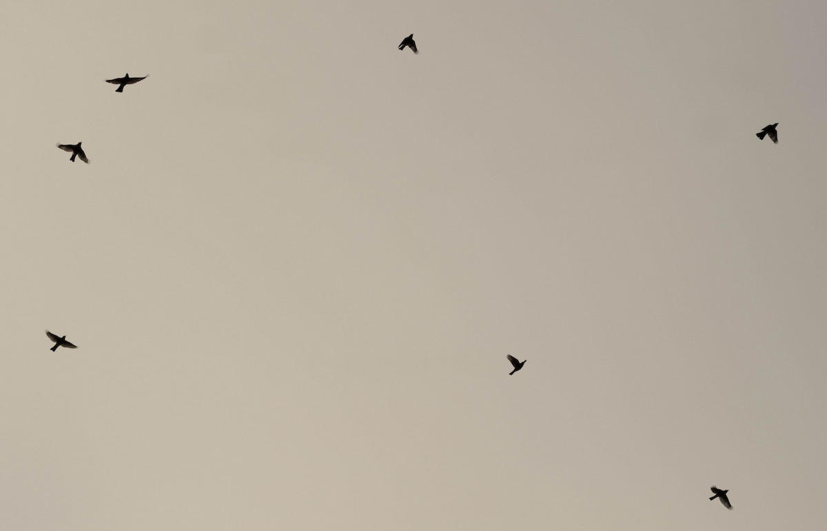 Дрізд мандрівний - ML645816839