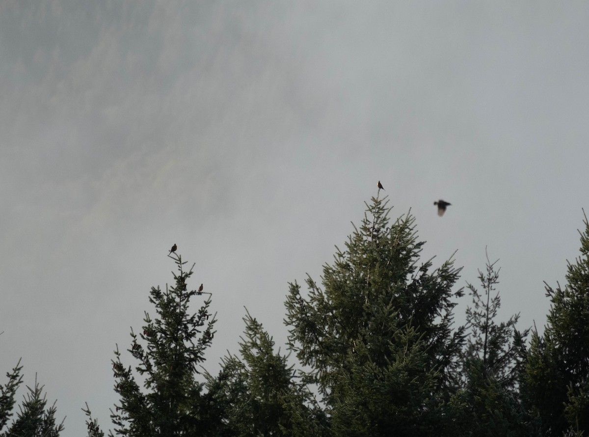 Дрізд мандрівний - ML645816846