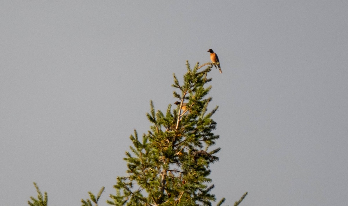 Дрізд мандрівний - ML645816855