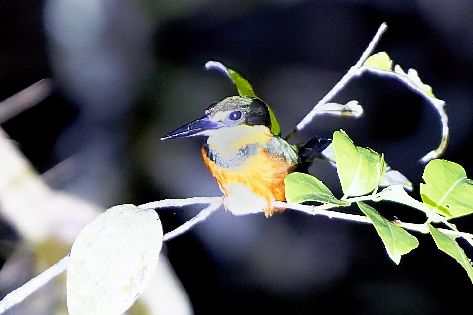 bronseisfugl - ML645816868