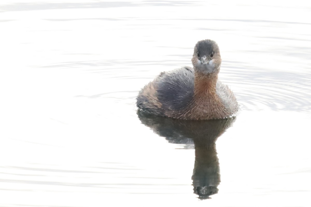 Pied-billed Grebe - ML645816869