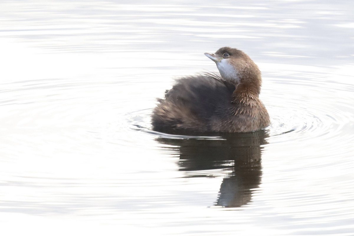 Pied-billed Grebe - ML645816876