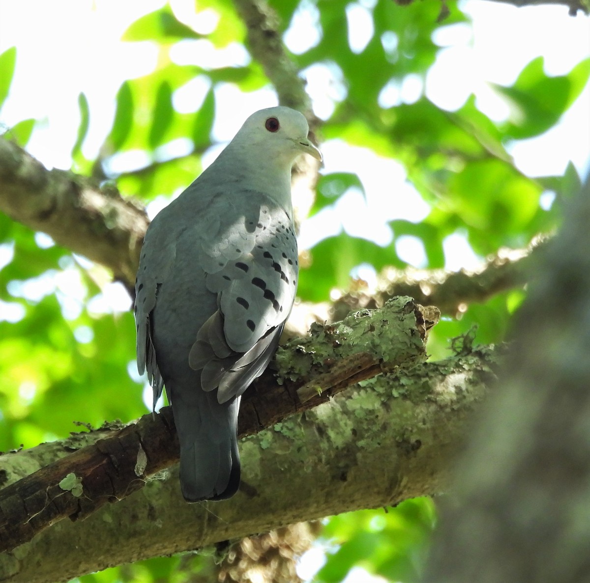 holoubek šedomodrý - ML645816883