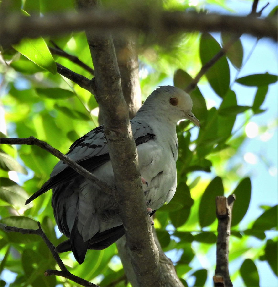 holoubek šedomodrý - ML645816885