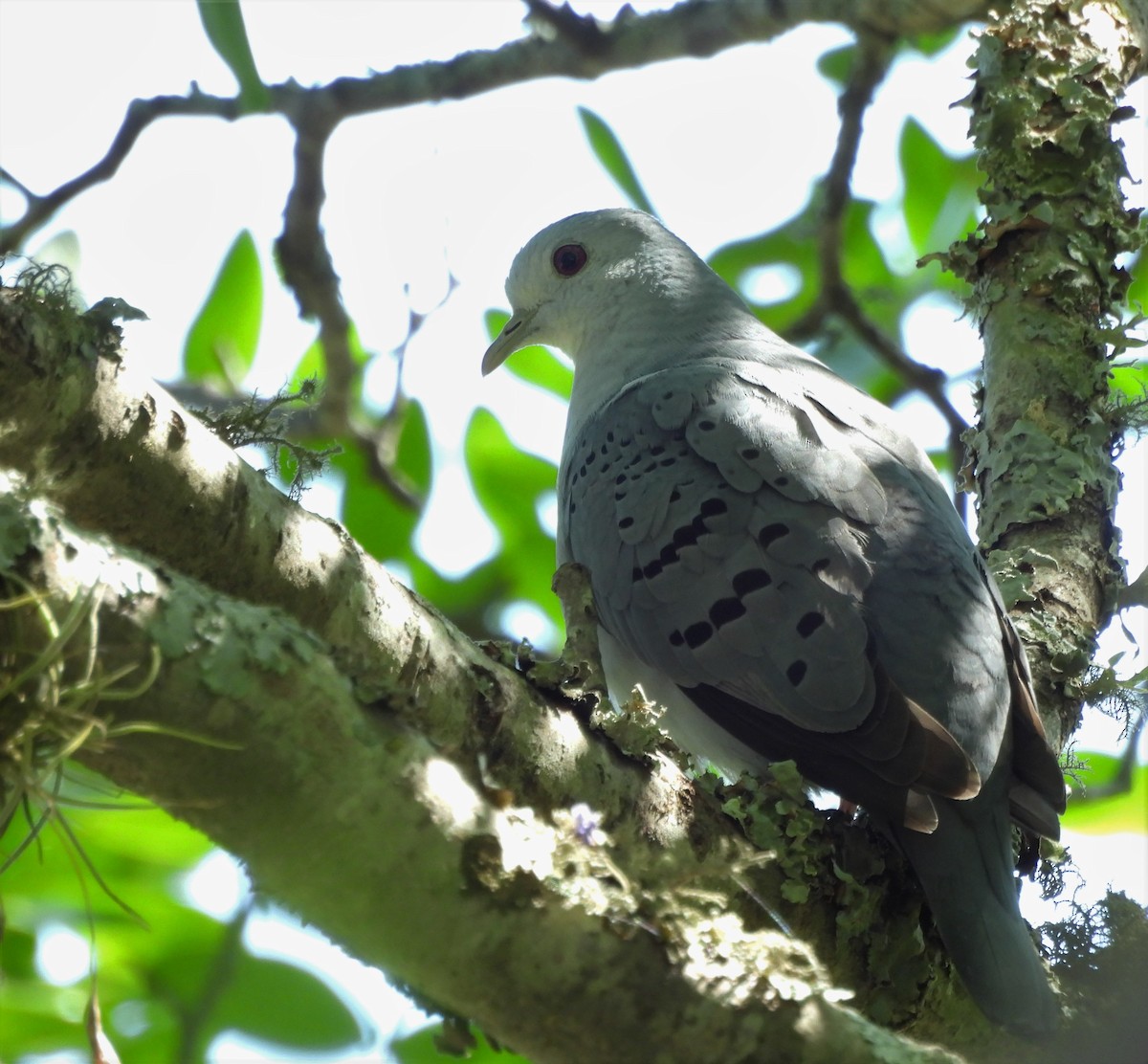 holoubek šedomodrý - ML645816886