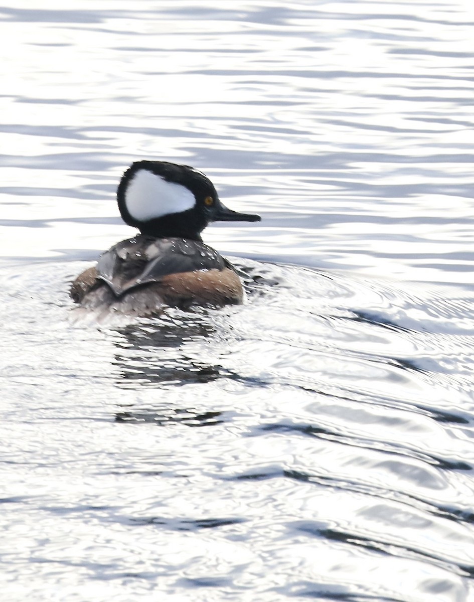 Hooded Merganser - ML645816887