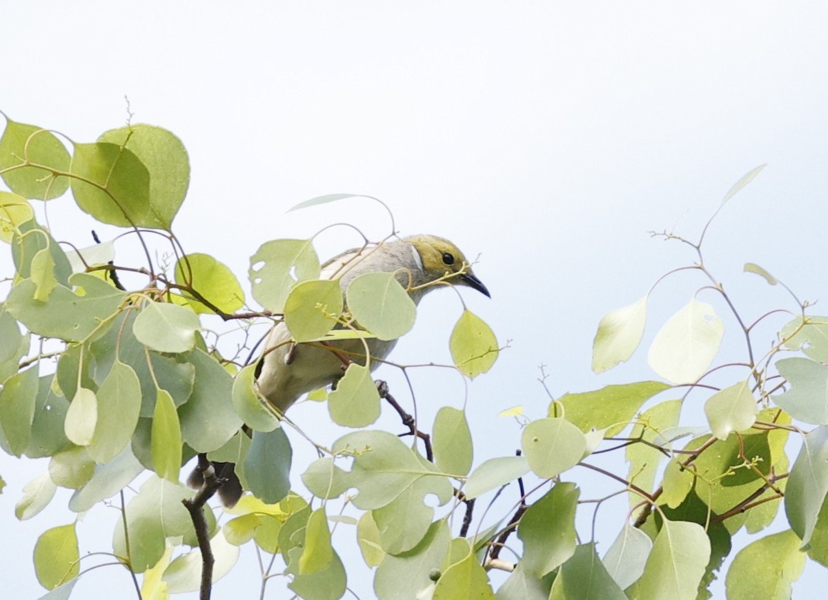 White-plumed Honeyeater - ML645816889