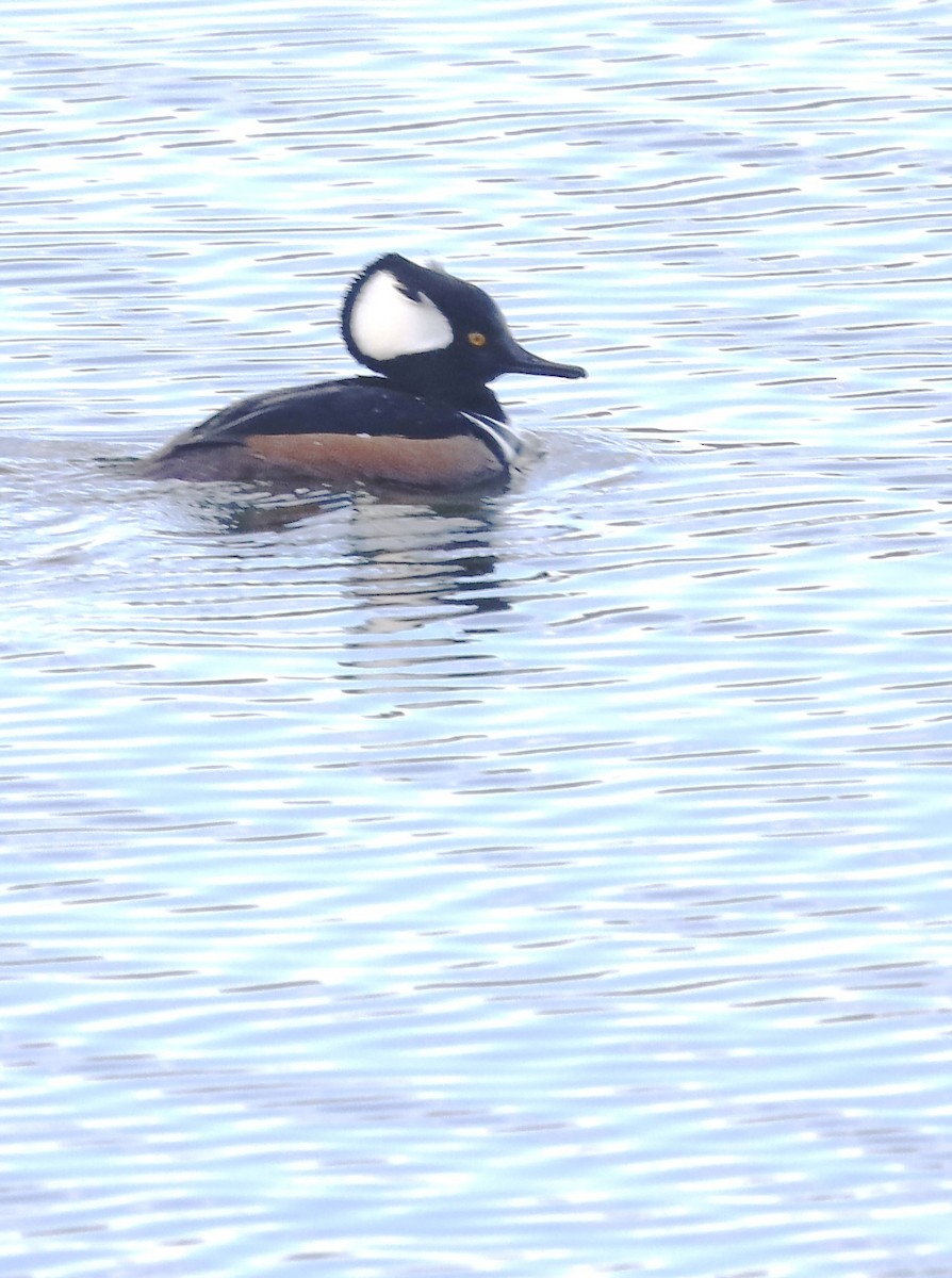 Hooded Merganser - ML645816892