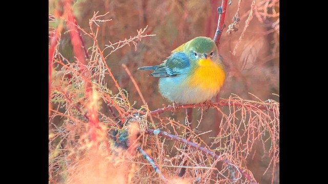 Пісняр північний - ML645816894