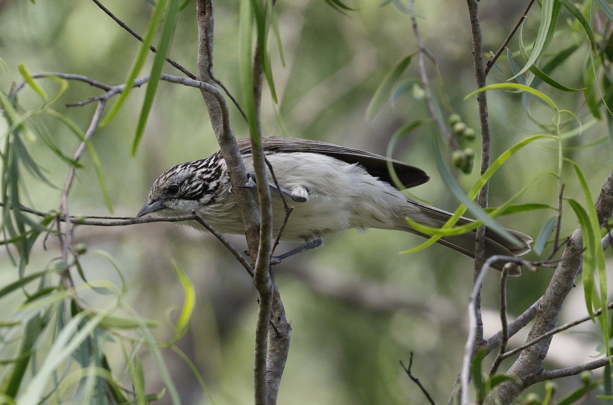 Striped Honeyeater - ML645816897