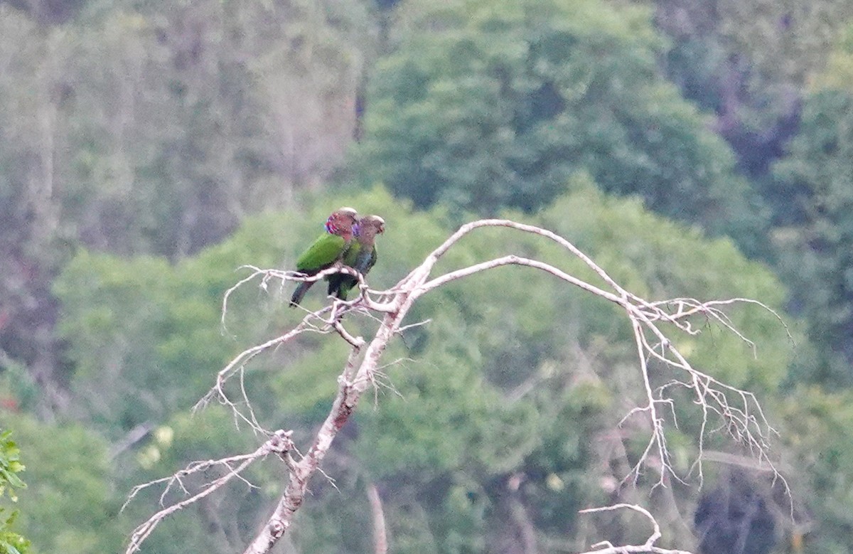Red-fan Parrot - ML645816907