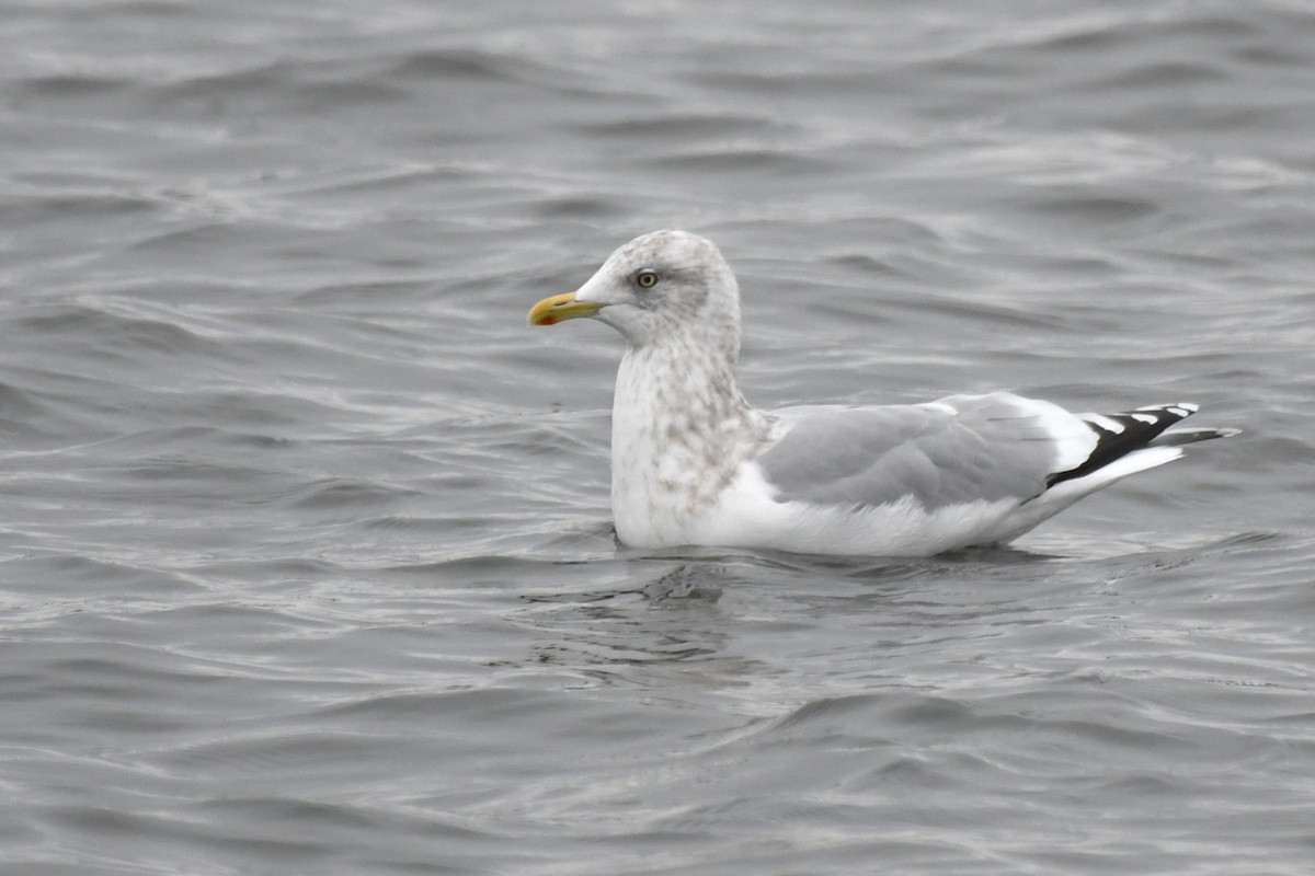 Iceland Gull (Thayer's) - ML645816908