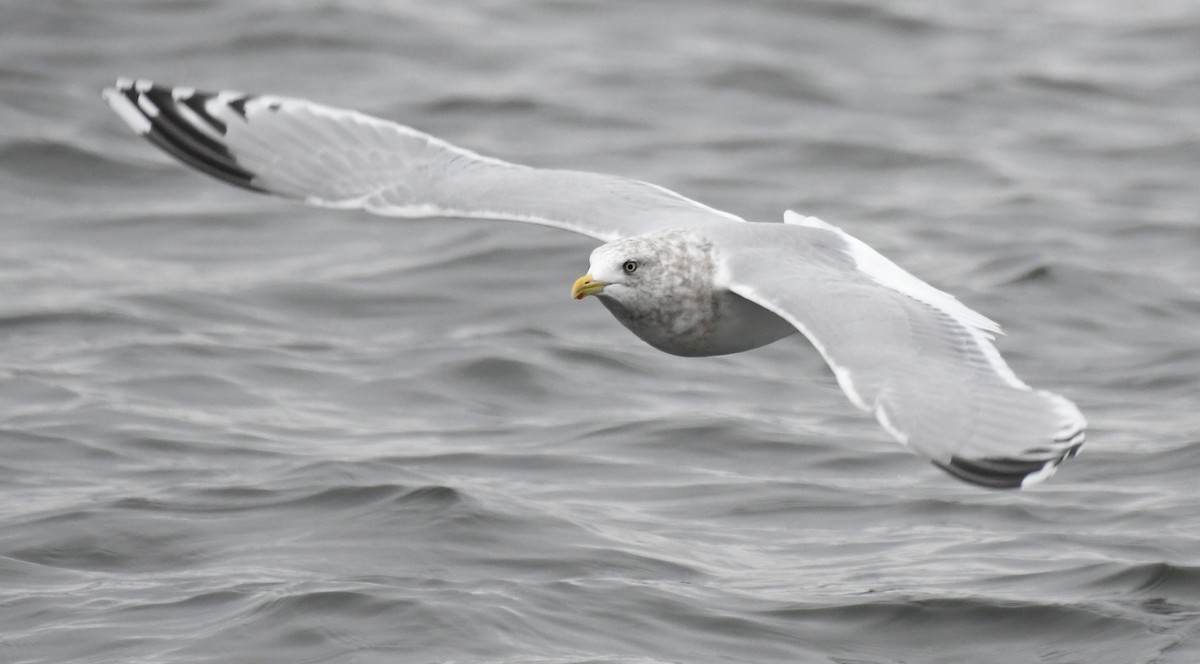 Iceland Gull (Thayer's) - ML645816909