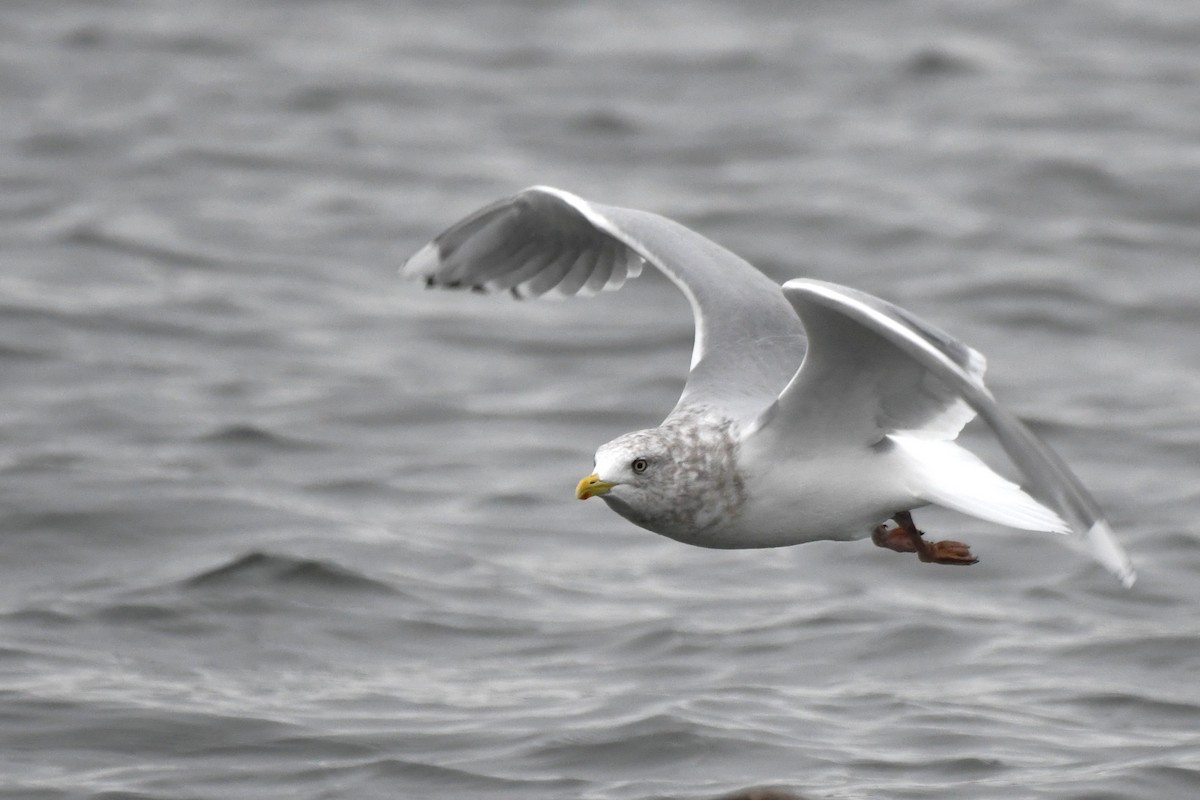 Iceland Gull (Thayer's) - ML645816910