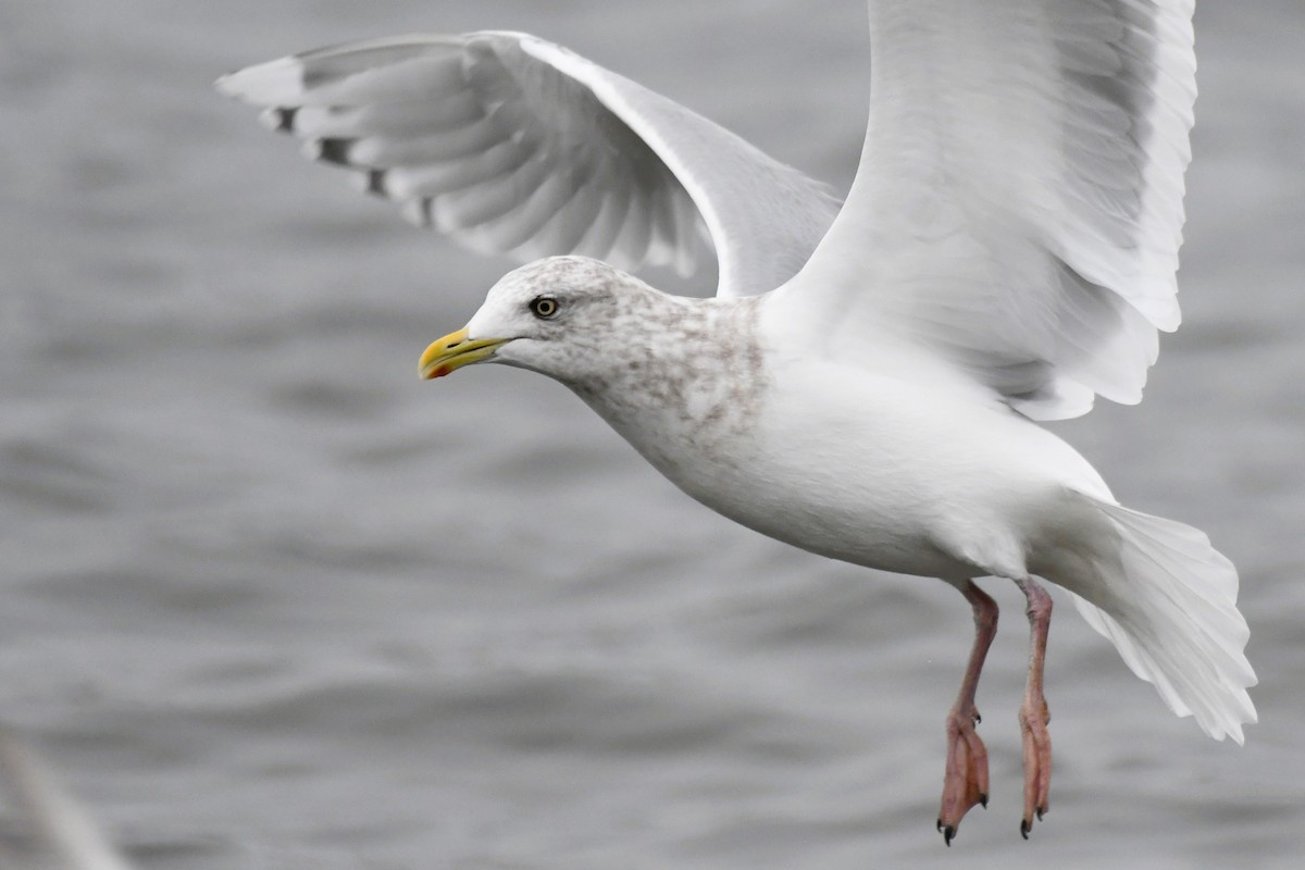 Iceland Gull (Thayer's) - ML645816911