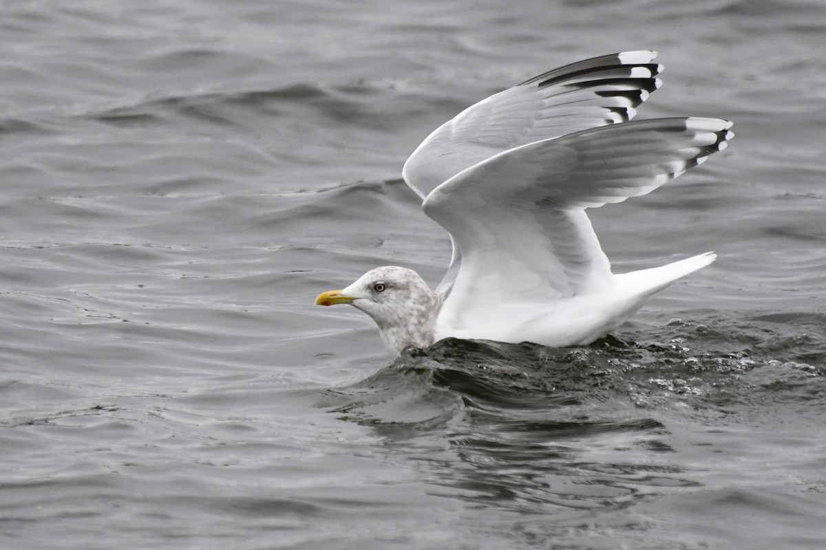 Iceland Gull (Thayer's) - ML645816912