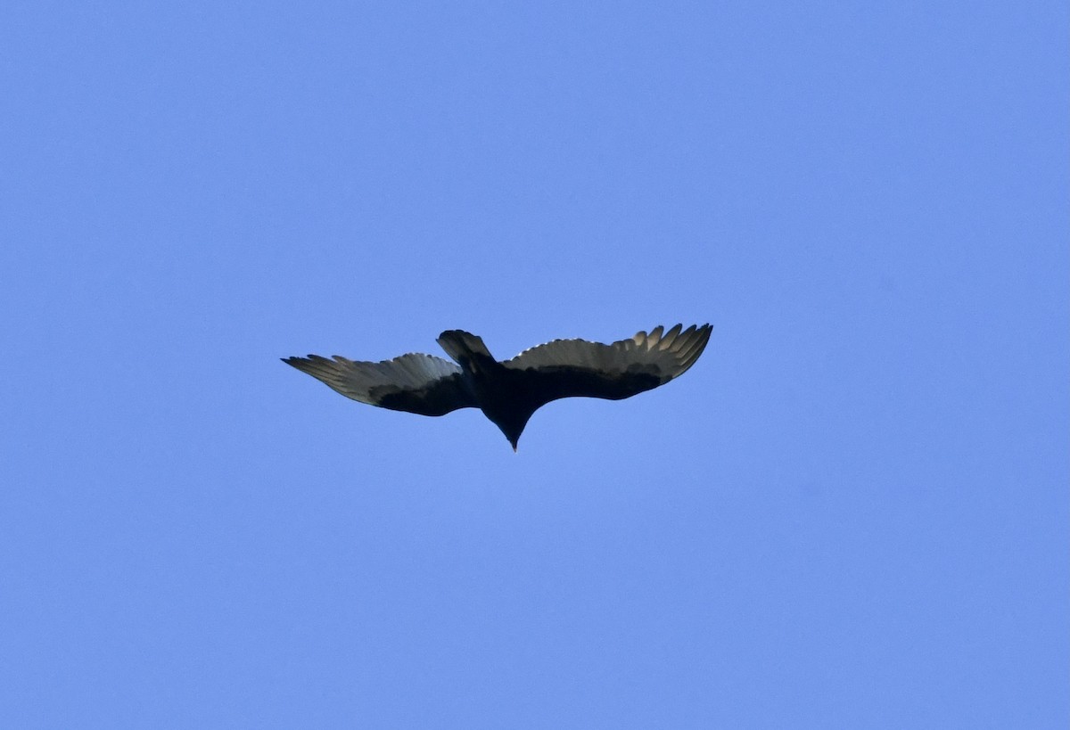 Turkey Vulture - ML645816913
