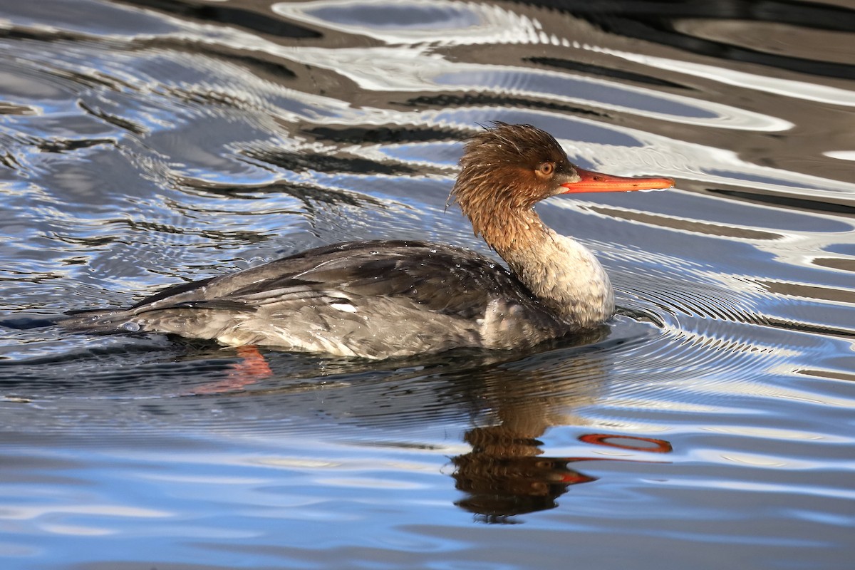 紅胸秋沙 - ML645816914