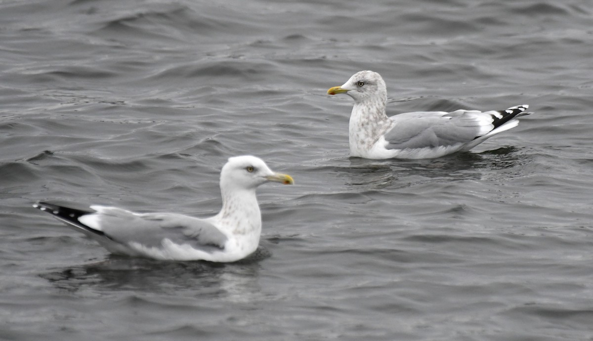 Iceland Gull (Thayer's) - ML645816915