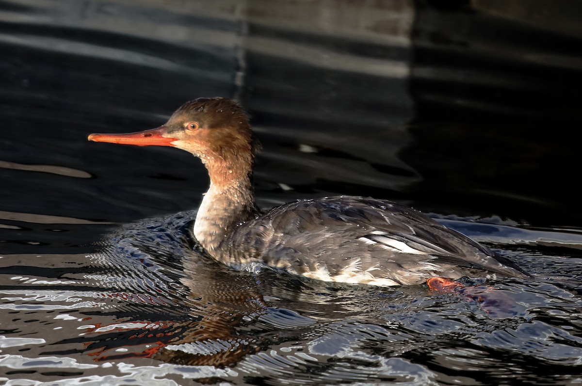 紅胸秋沙 - ML645816923