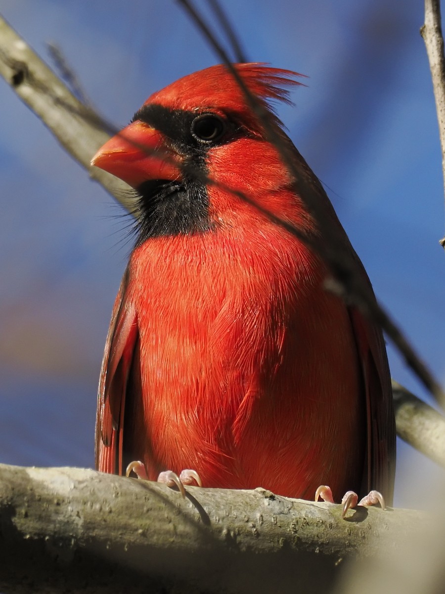 ショウジョウコウカンチョウ - ML645816924