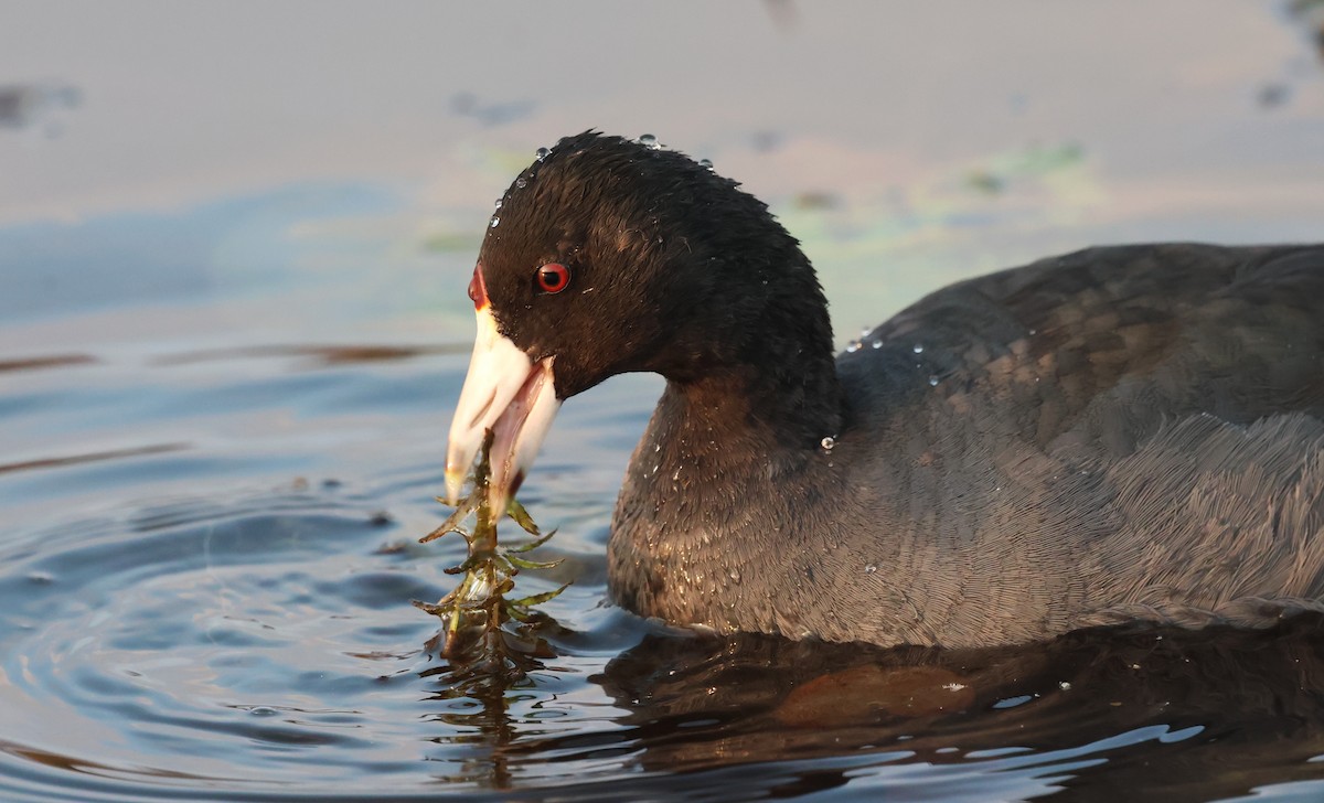 American Coot - ML645816930