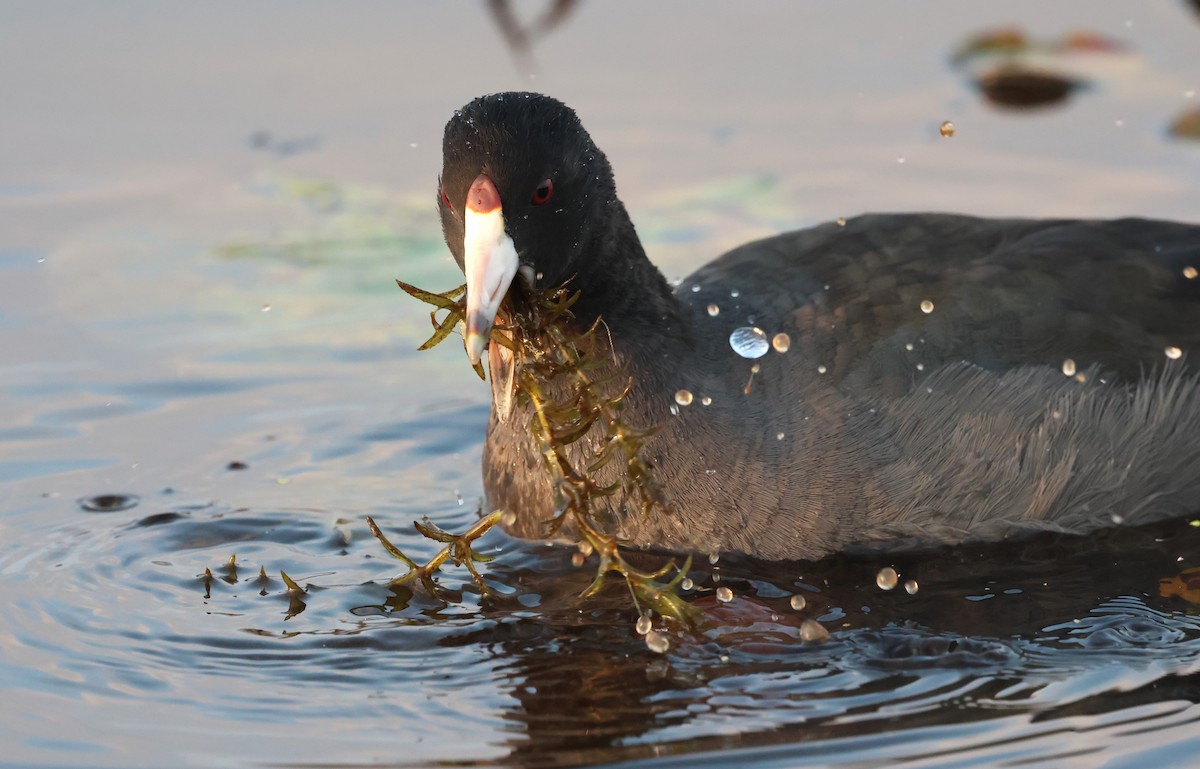 American Coot - ML645816932
