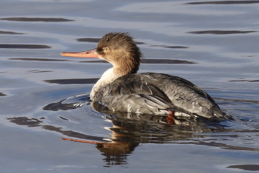 紅胸秋沙 - ML645816934
