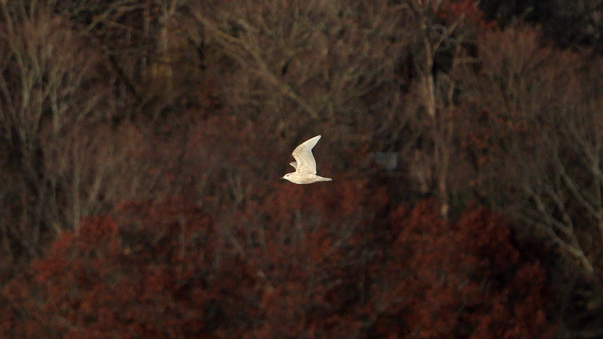 racek polární (ssp. kumlieni/glaucoides) - ML645816935