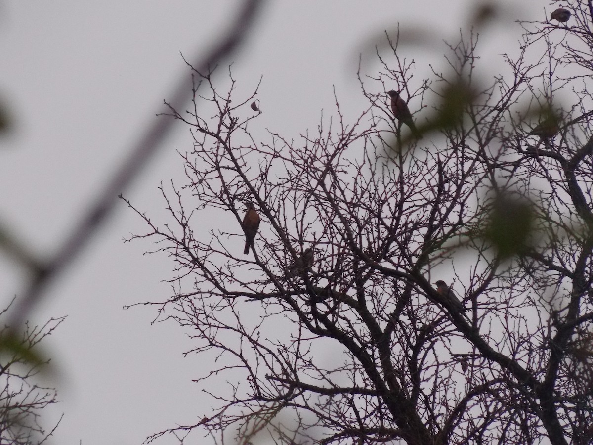 Дрізд мандрівний - ML645816936