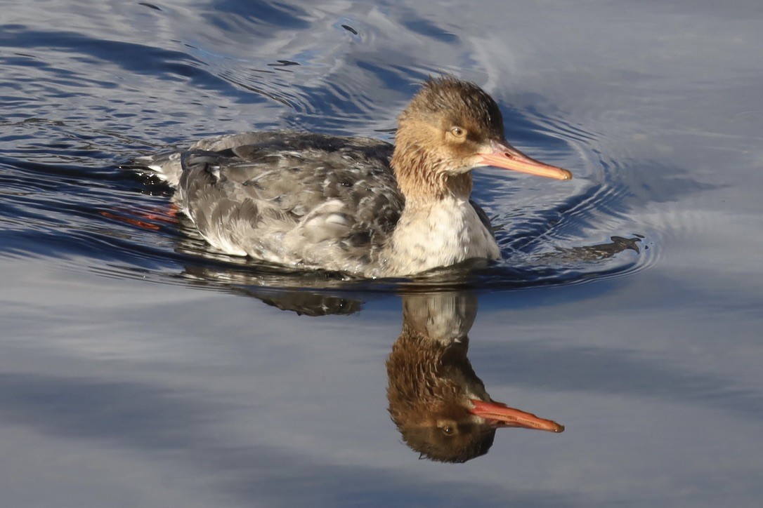 紅胸秋沙 - ML645816940