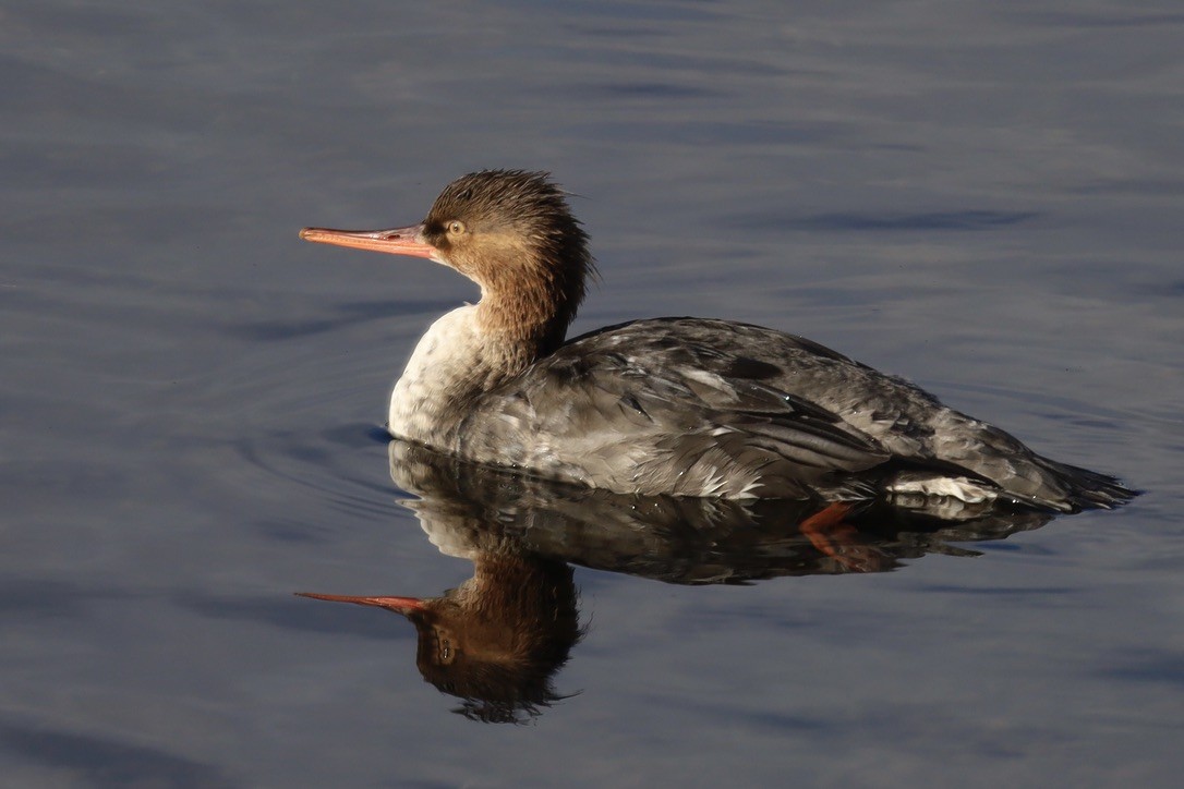 紅胸秋沙 - ML645816944