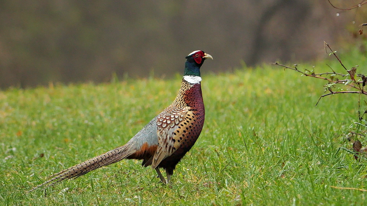 bažant obecný (domestikovaný) - ML645816947