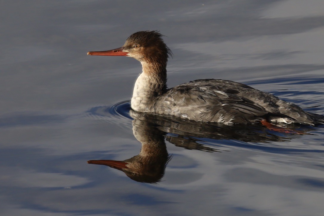 紅胸秋沙 - ML645816948