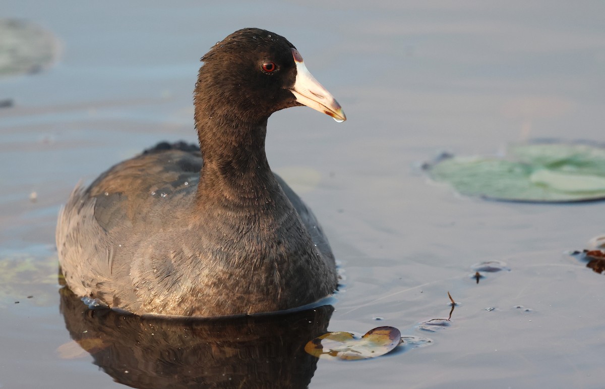 American Coot - ML645816949