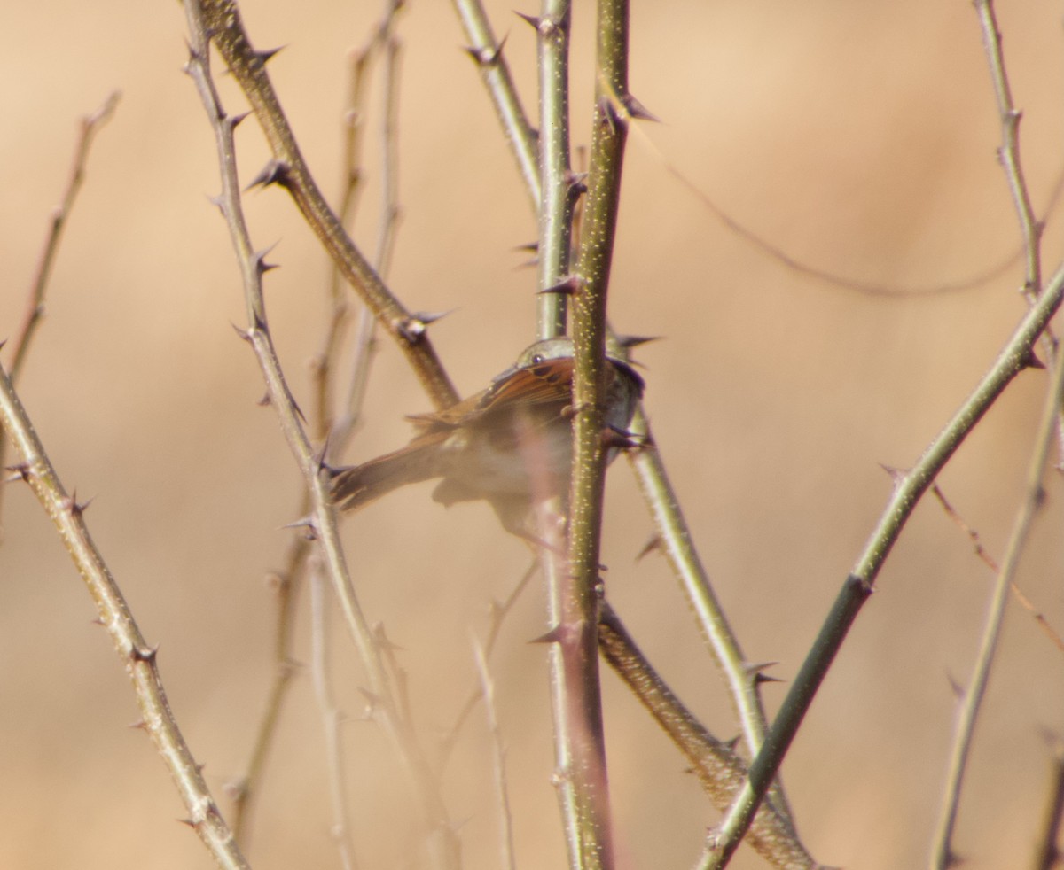 Bruant des marais - ML645816950