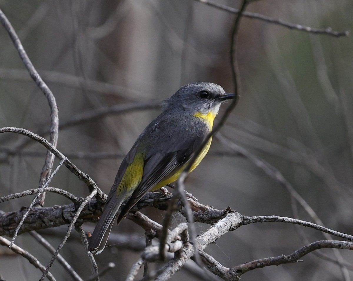 Doğulu Sarı Bülbül - ML645816951