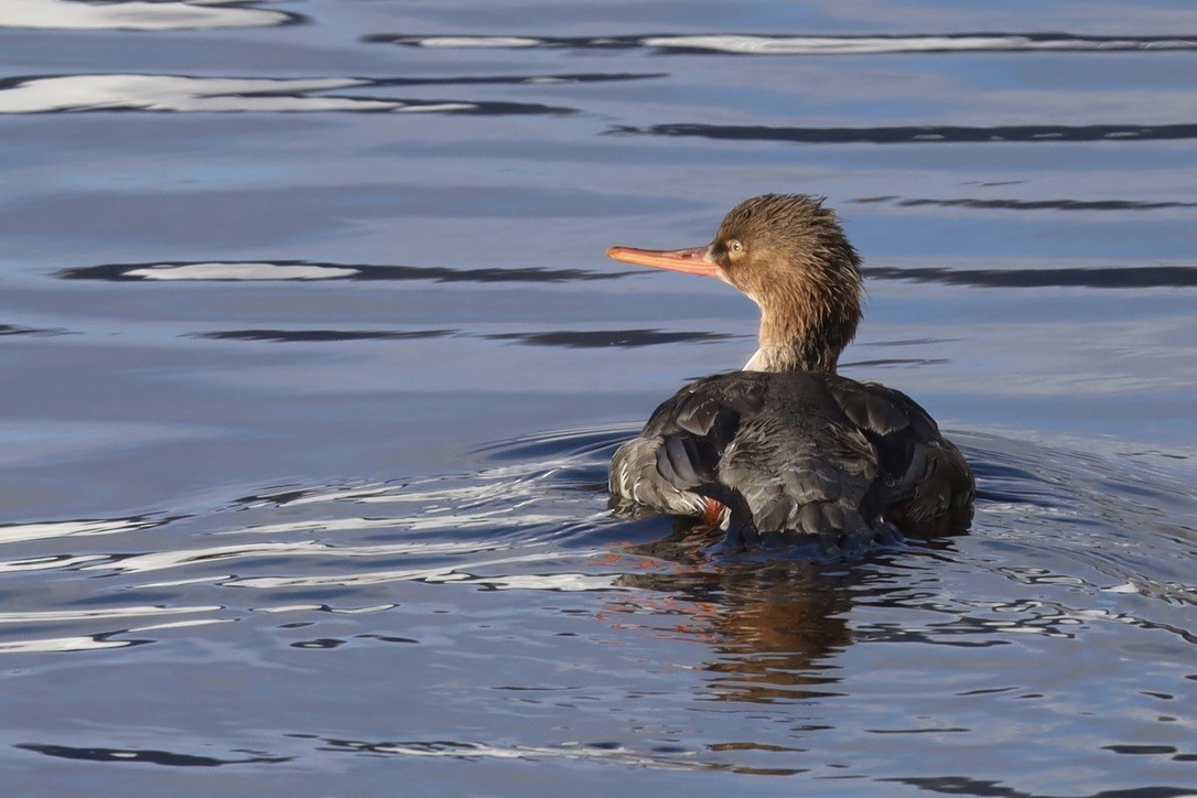 紅胸秋沙 - ML645816952