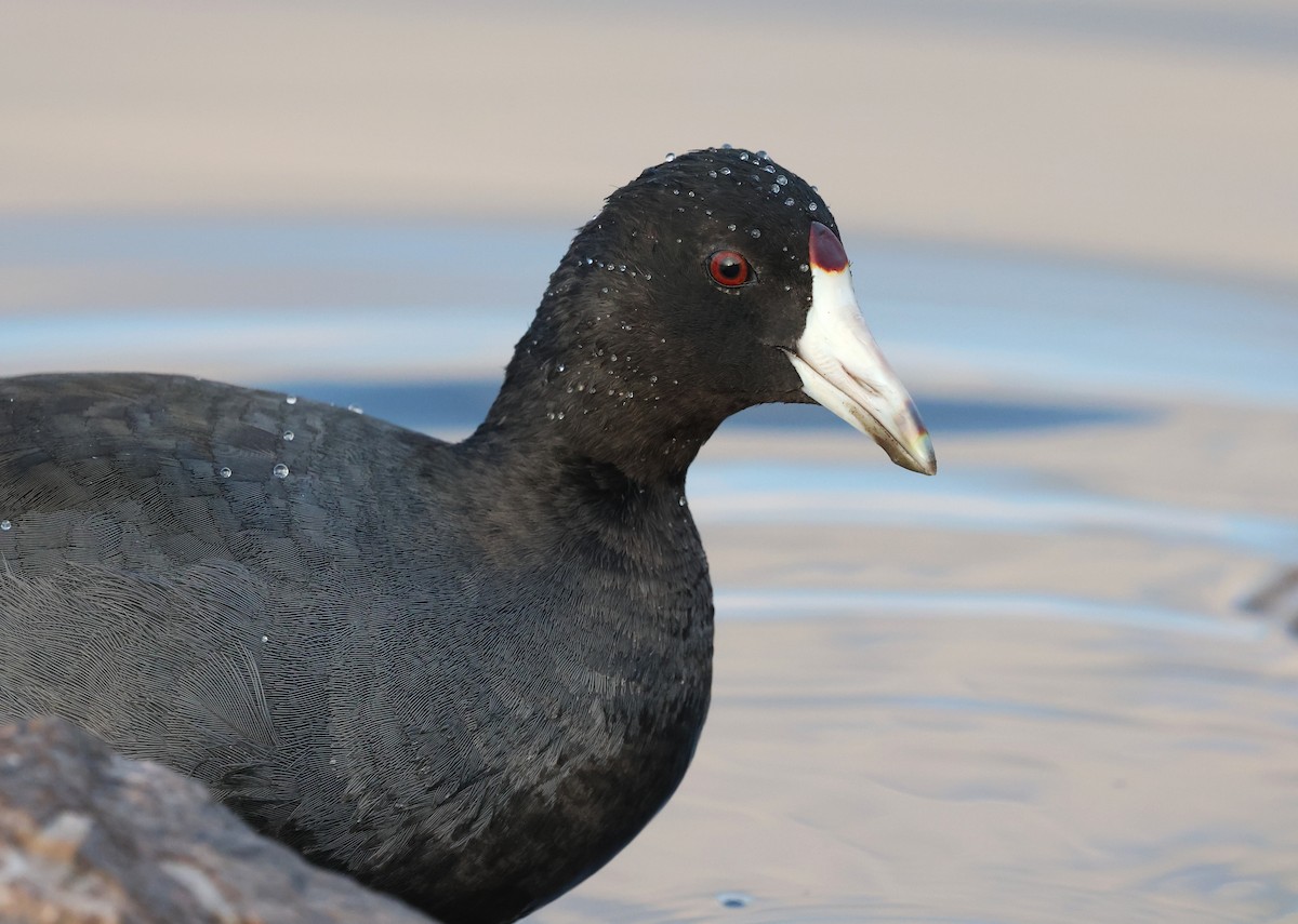 American Coot - ML645816954