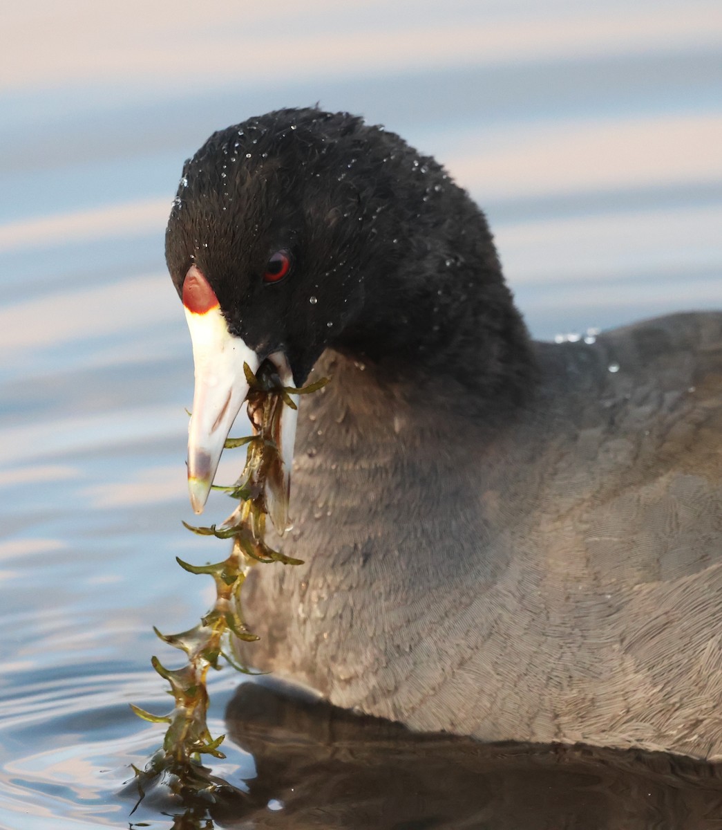 American Coot - ML645816956