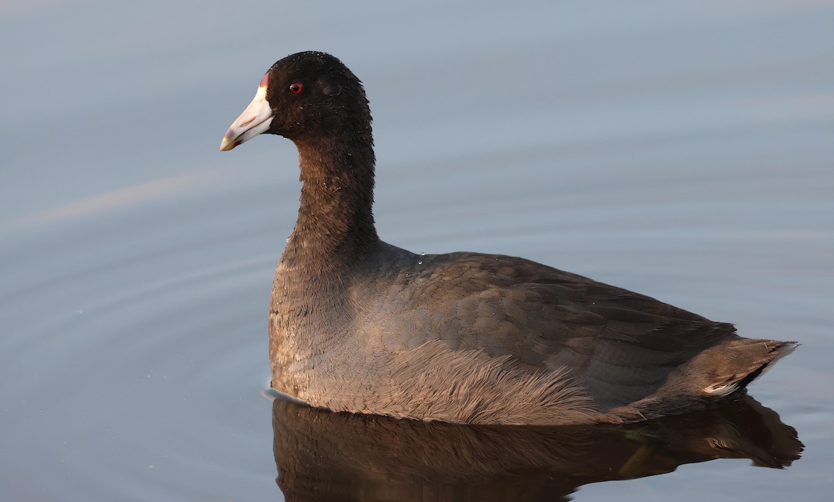 American Coot - ML645816958