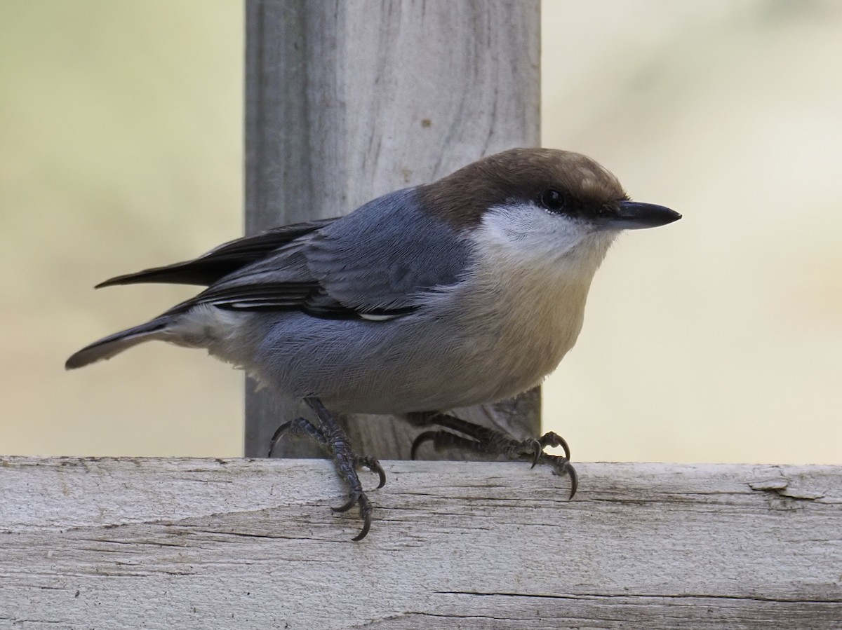 Sittelle à tête brune - ML645816960