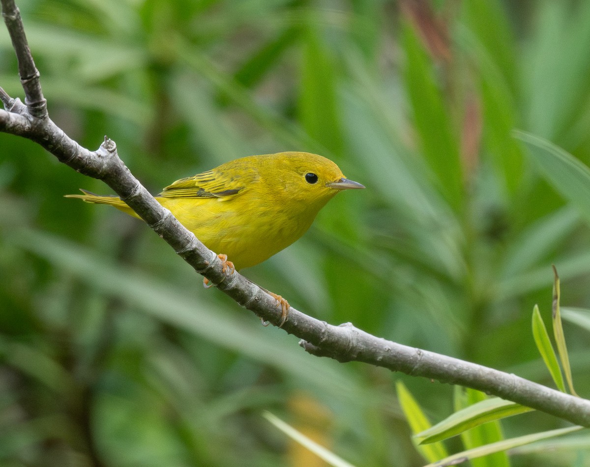 Northern Yellow Warbler - ML645816969